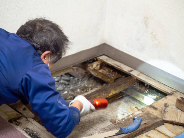 Best Industrial Mold Remediation in Hermantown, MN