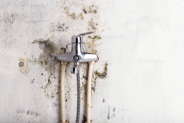 Best Emergency Mold Remediation in Hermantown, MN