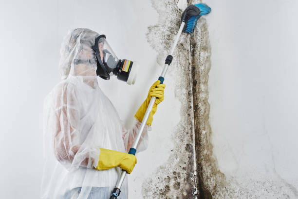 Best DIY Mold Remediation Support Services in Hermantown, MN