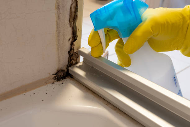 Best Basement Mold Remediation in Hermantown, MN
