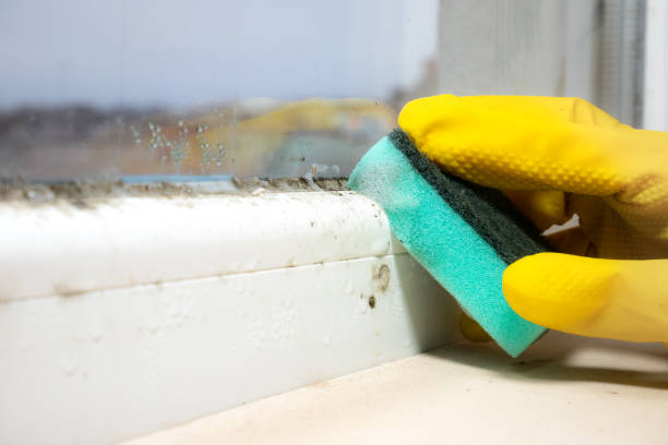 Best Post-Flood Mold Remediation in Hermantown, MN